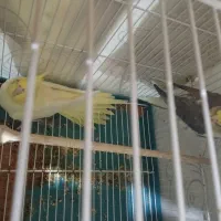 عروس هلندی