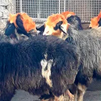 میش|حیوانات مزرعه|اردل, |دیوار