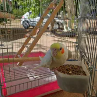 عروس هلندی|پرنده|شیراز, قلات|دیوار