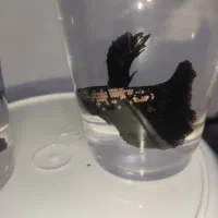 فایتر سامورایی بلک جفت