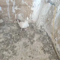 دم سرخ|پرنده|اهواز, کیانشهر|دیوار