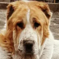 سگ خراسانی اصل