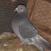 کبوتر گمشده