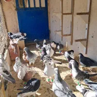 کفتر هوایی ۴۸ تا ۵۰ تا