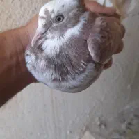 کفتر جوجه پرشی