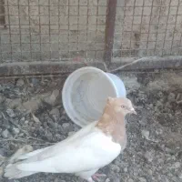 کفتر کله ای طوقی زرد
