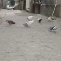 کفتر طور|پرنده|چناران, |دیوار