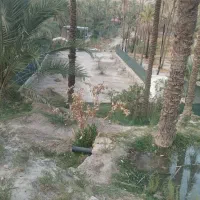 یک قطعه باغ|فروش زمین و ملک کلنگی|اهرم, |دیوار