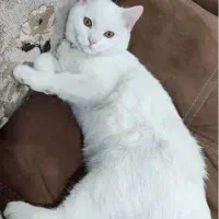 گربه نر بریتیش شورت هیر