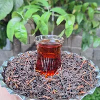 چای شمال ۱۴۰۵