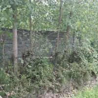 زمین مسکونی ۵۰۰ متری بر آسفالت و دسترسی خوب|فروش زمین و ملک کلنگی|کوچصفهان, |دیوار