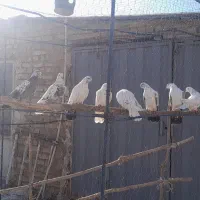 کبوتر|پرنده|معصومیه, |دیوار