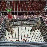 سهره خاکی شیرازی