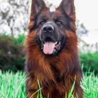 توله های بایکالر کینگ آلمانی