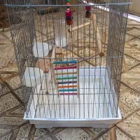 قفس عروس هلندی