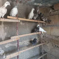 ۲۵ تاکفتر پرشی