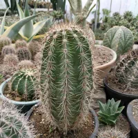 فروش کاکتوس افوربیا مرجان ساکولنت هاورتیا و سایر