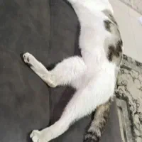 گربه گمشده|گربه|یاسوج, |دیوار