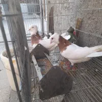 طوقی پرتقالی