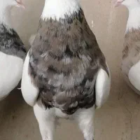 طوقی ماده سیاه اخم