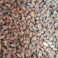 آفتابی کشمش بوانات