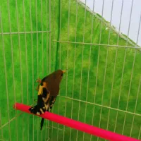 سهره ماده بالغ|پرنده|گلبهار, شهر جدید گلبهار|دیوار