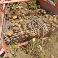 سیب زمینی دامی