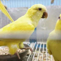 راهب لوتینو  ماده  ۵ ماه  باتست