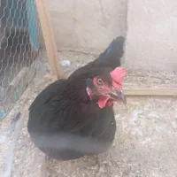 مرغ با قفس