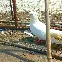 کبوتر سبز، سفید و زاغ کاکُلی (نوک کوتاه)|پرنده|تهران, بوستان سرخه حصار|دیوار