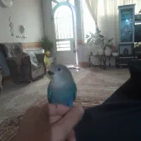 کوتوله گم شدع