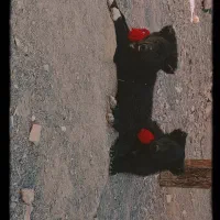 واگذاری سک قهدریجانی فی جفت۵|سگ|لنجان, |دیوار