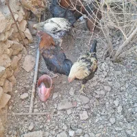 خروس محلی اصل تاج کوچیک|حیوانات مزرعه|شوسف, |دیوار