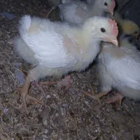 تعدادی جوجه خروس فروشی ۱۵ روزه