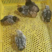 جوجه سبرایت ده روزه
