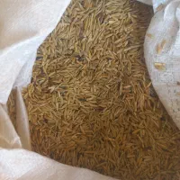 16کیسه جو محلی برا کاشت سه راه قاسم اباد|حیوانات مزرعه|اندیکا, |دیوار