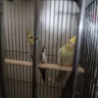 سه عدد عروس هلندی