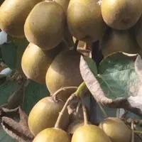 فروش کیوی خونی تو سرخ|عمدهفروشی|رودسر, |دیوار