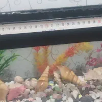 آکواریوم|ماهی|خرم‌آباد, |دیوار