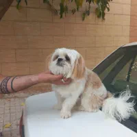 سگ شیتزو فلت اصیل