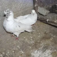 کبوتر|پرنده|رشت, حومه رشت|دیوار