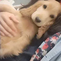 توله کوکر اسپانیل وارداتی گلد با قیمت اسنثنایی|سگ|چهارباغ, |دیوار