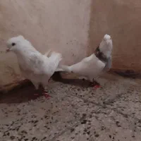 کبوتر|پرنده|دهدشت, |دیوار