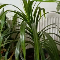 گل طبیعی اشک ملکه