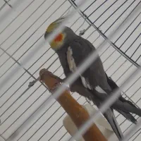 فروش عروس هلندی