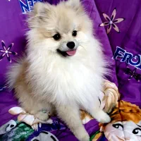 فروش سگ خانگی بشرط