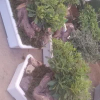 گل میخک بنسایی|گل و گیاه طبیعی|مشهد, امیر المومنین|دیوار