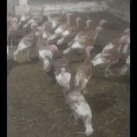 بوقلمون بربون تعداد10 تا نر 20 تا ماده بفروش میرسد|حیوانات مزرعه|دشتابی, |دیوار