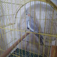 عروس هلندی ماده