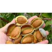 بادام تازه روغنی